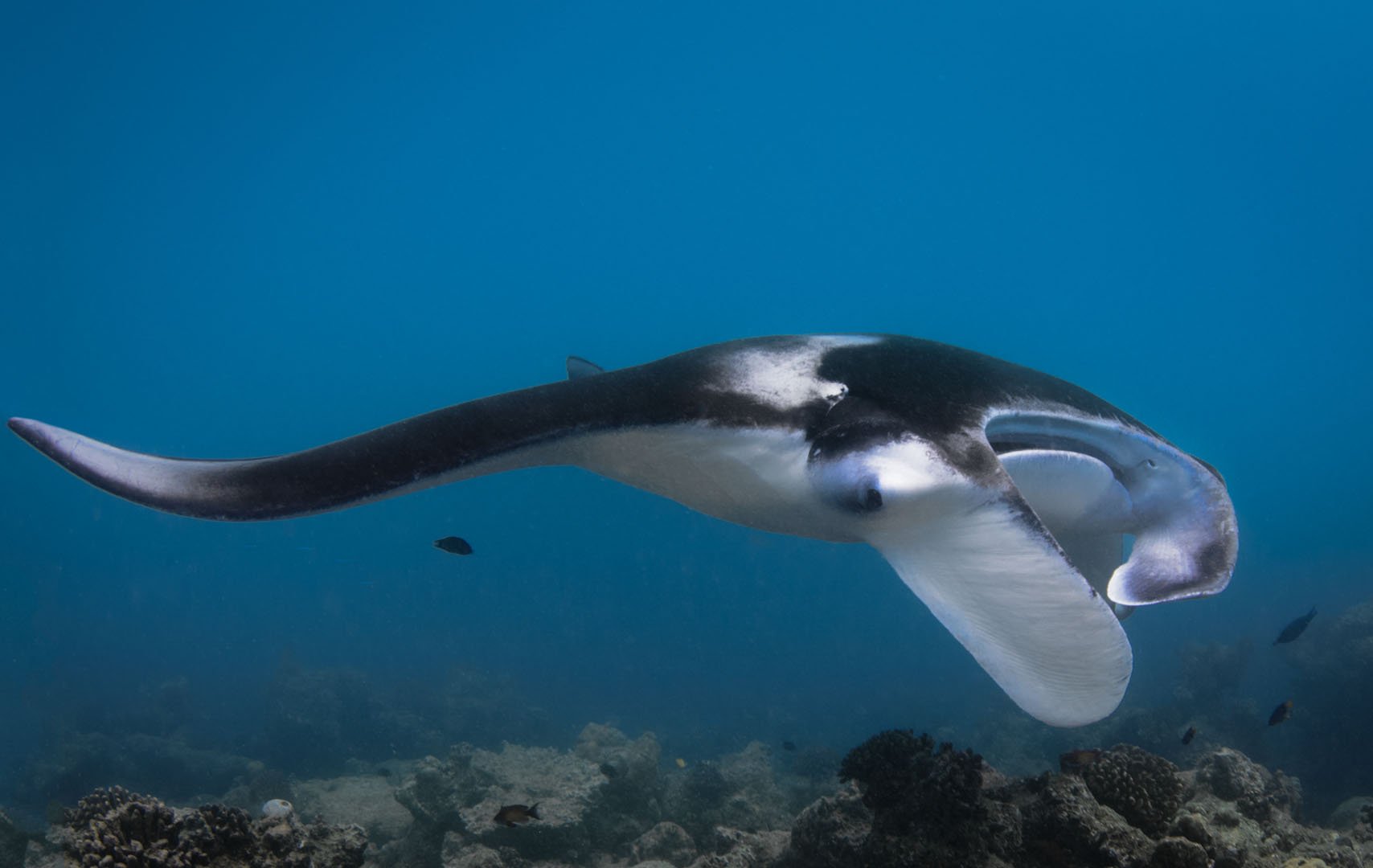 Manta Ray gliding into cleaning station.jpg