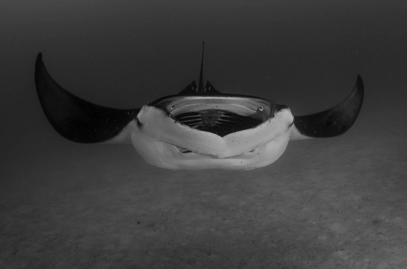 Manta Ray on direct appraoch.jpg