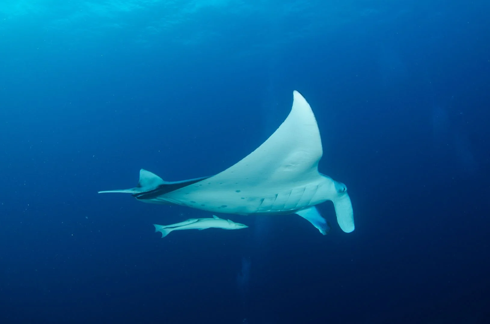 Manta Ray. Maldives.jpg