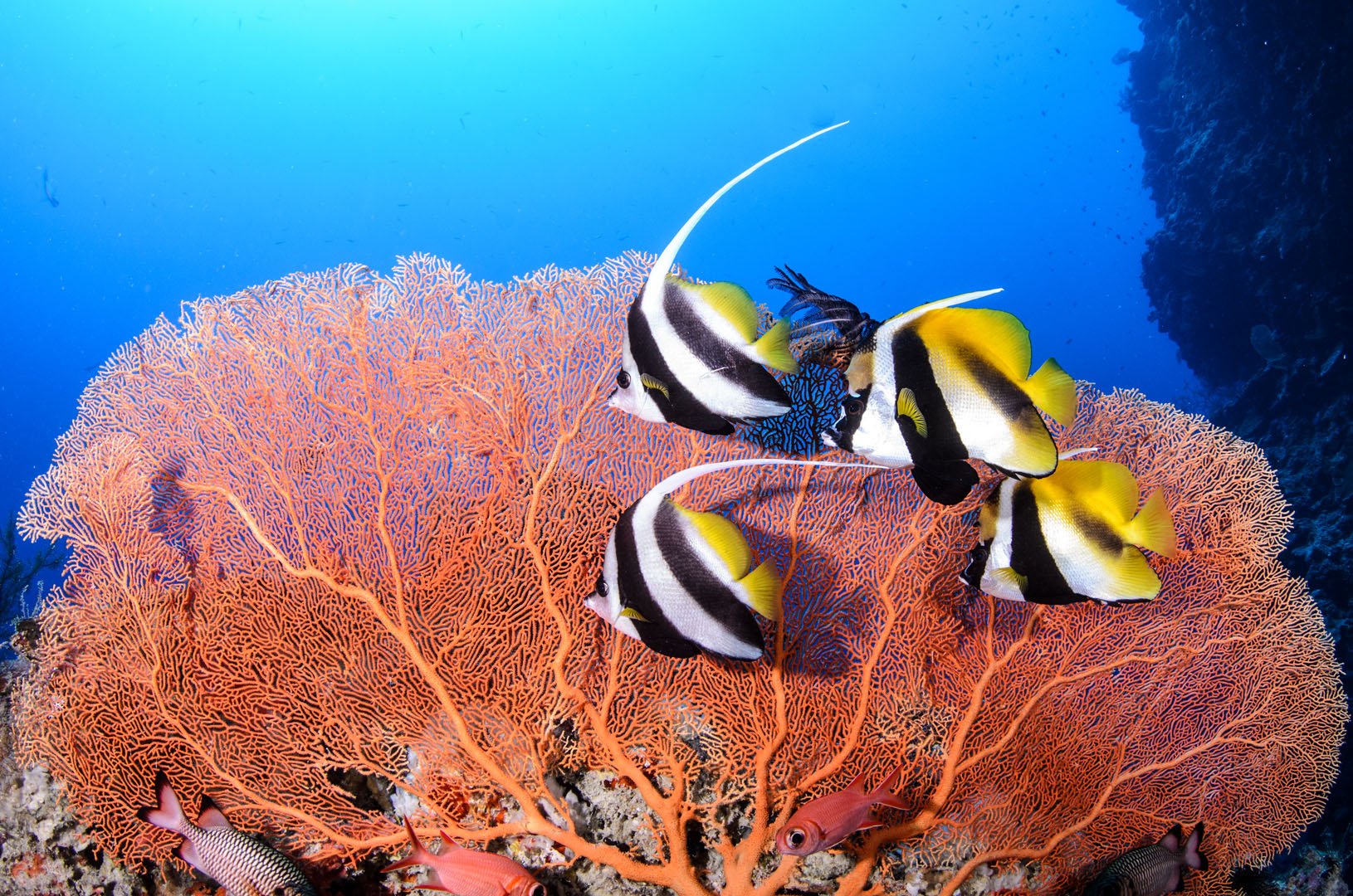 Moorish Idols posing with Fan Coral, Palau.jpg