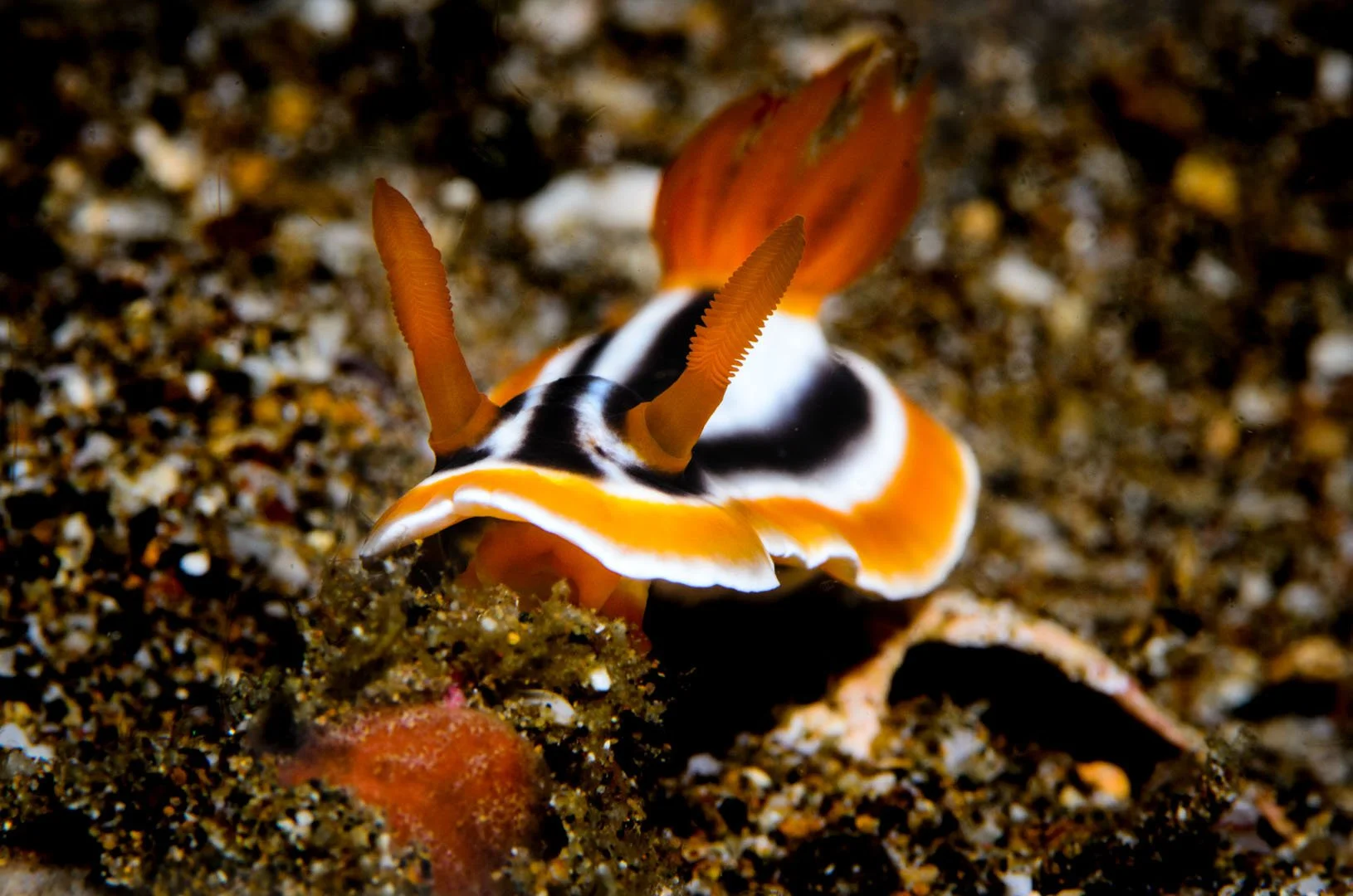 Nudibranch 4.jpg