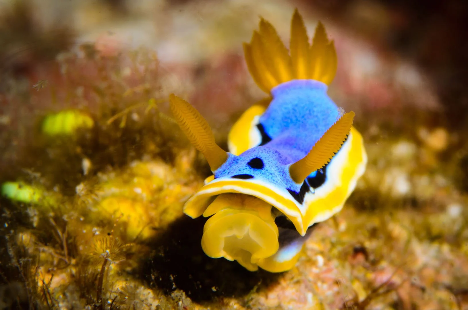Nudibranch 5.jpg