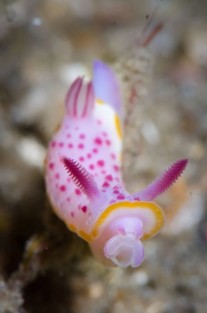 Nudibranch 6.jpg