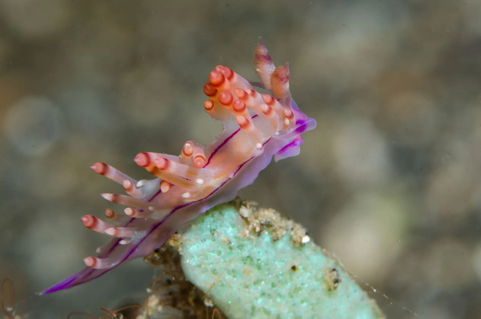 Nudibranch 10.jpg