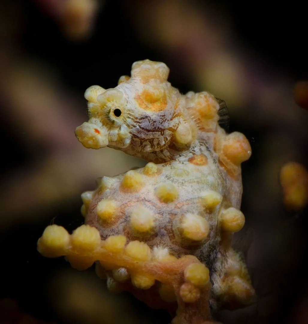 Pigmy Seahorse, Raja Ampat.jpg