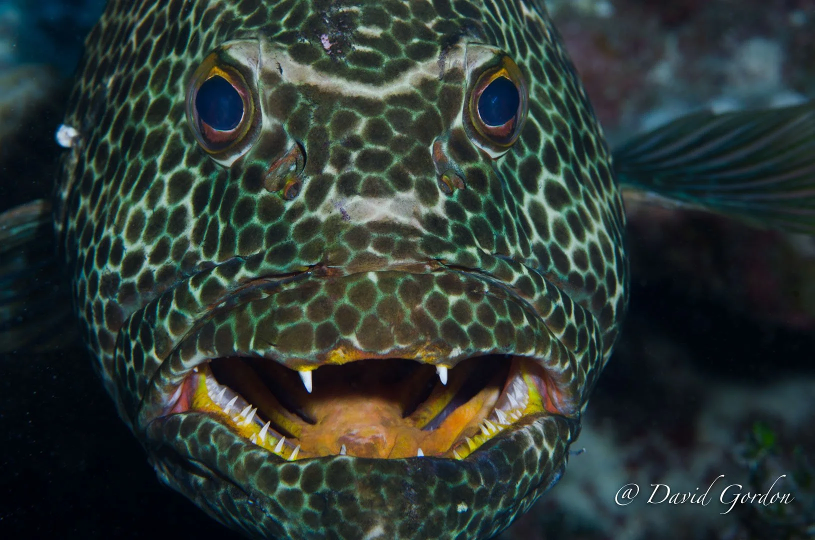 Rock hind Gouper, Little Cayman copy.jpg