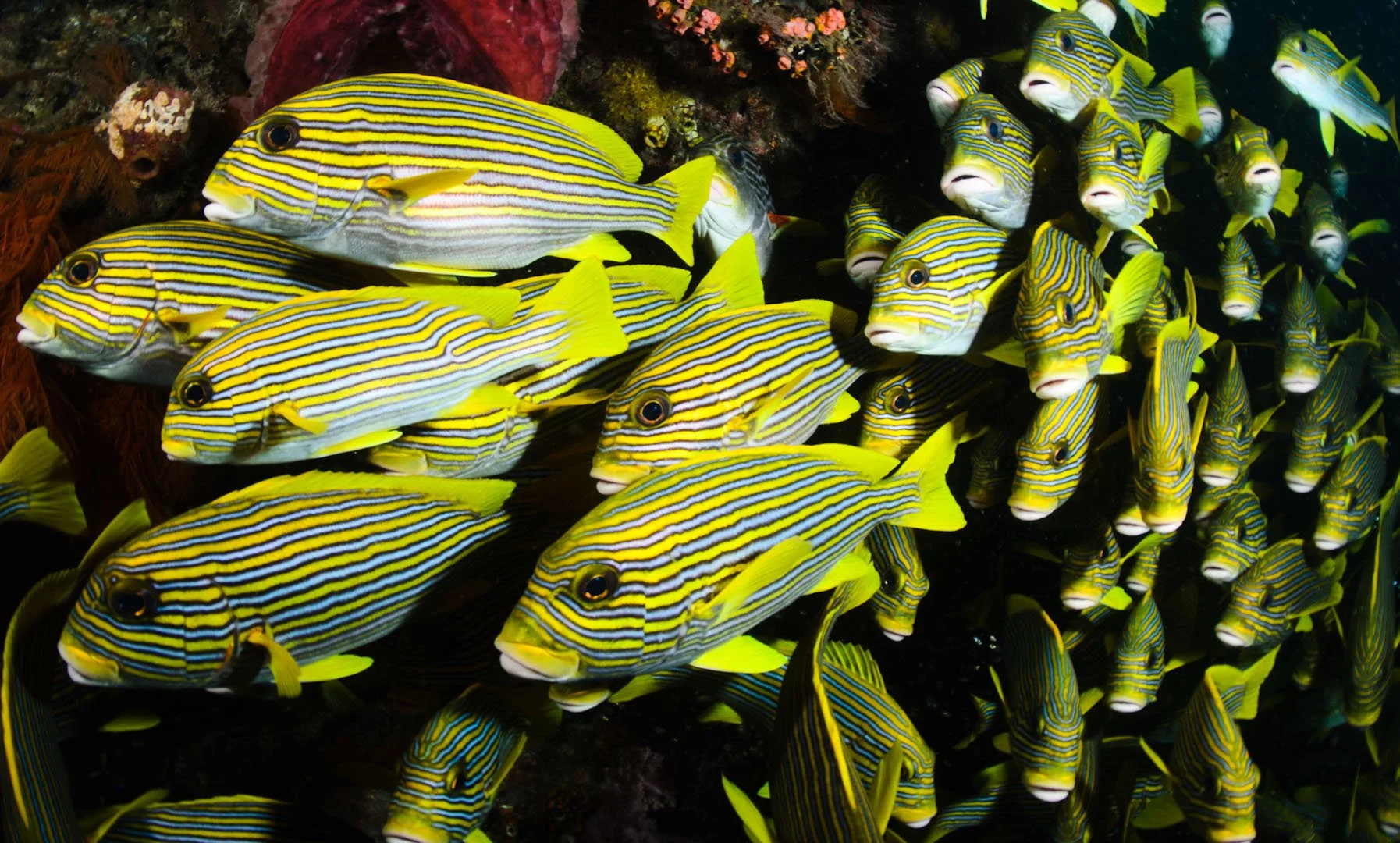 School of Sweetlips, Raja Ampat.jpg