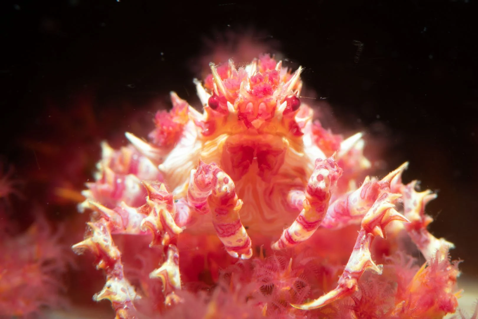 Small Candy crab.jpg