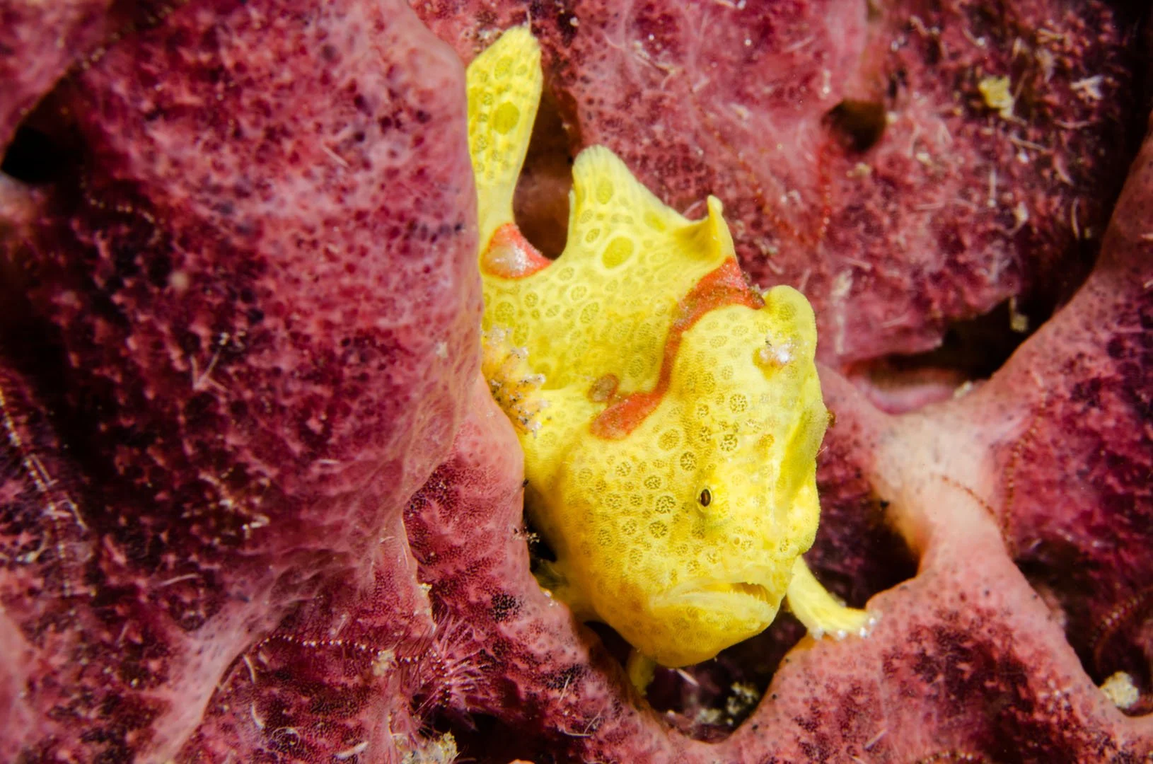 Small Clown Frogfish on sponge.jpg