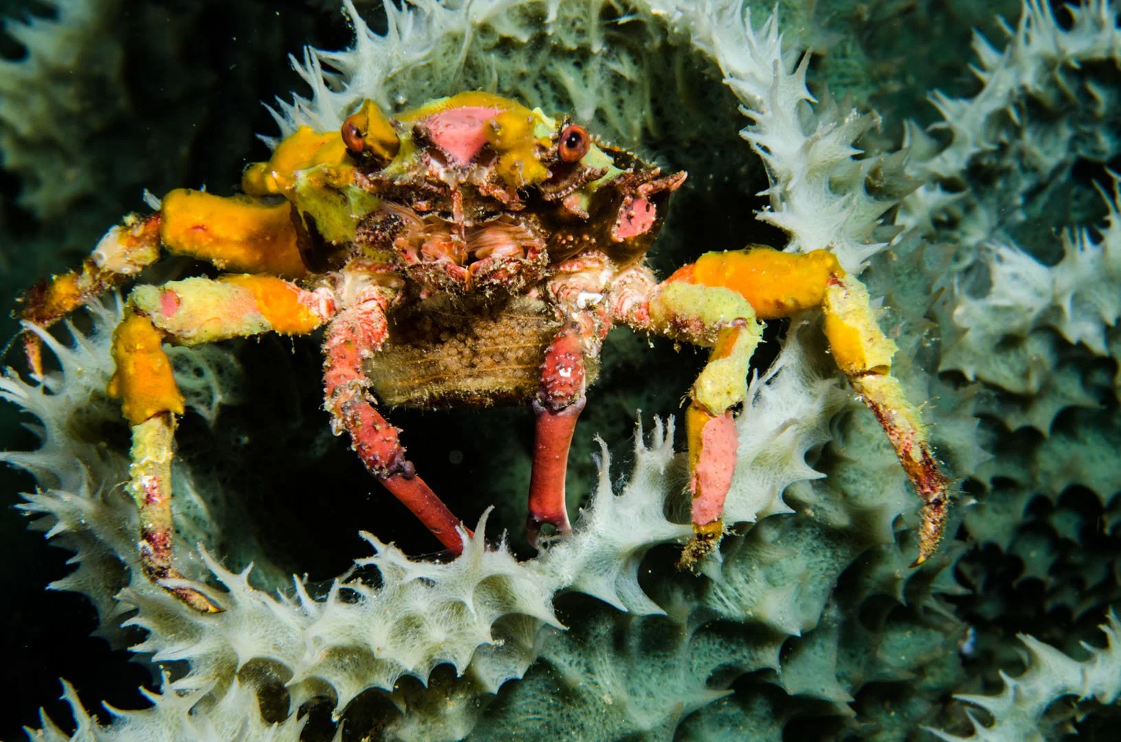 Small crab with egg cluster.jpg