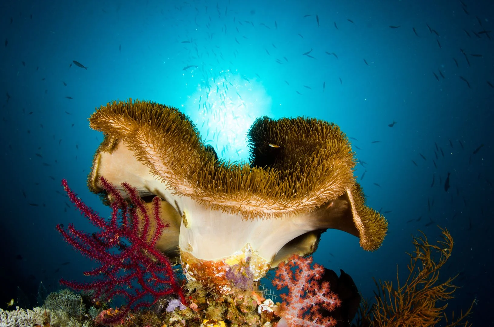 Sun ball behind coral.jpg