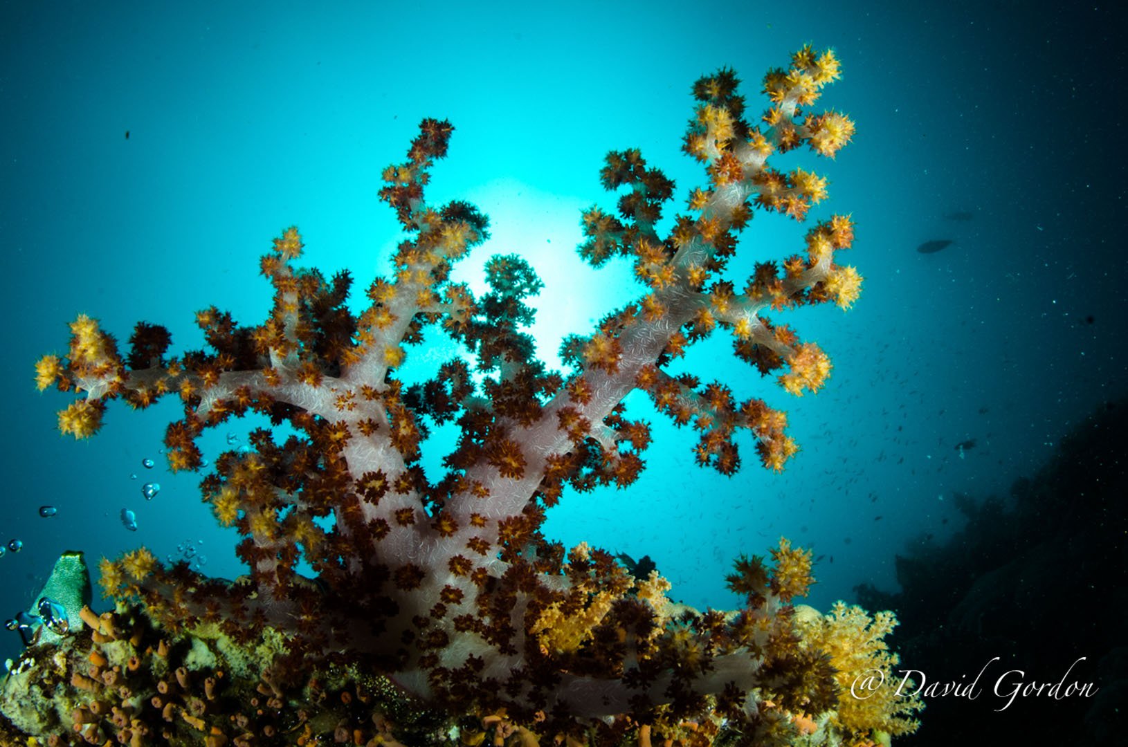 Sunball of soft coralEastern_Fields_PNG.jpg