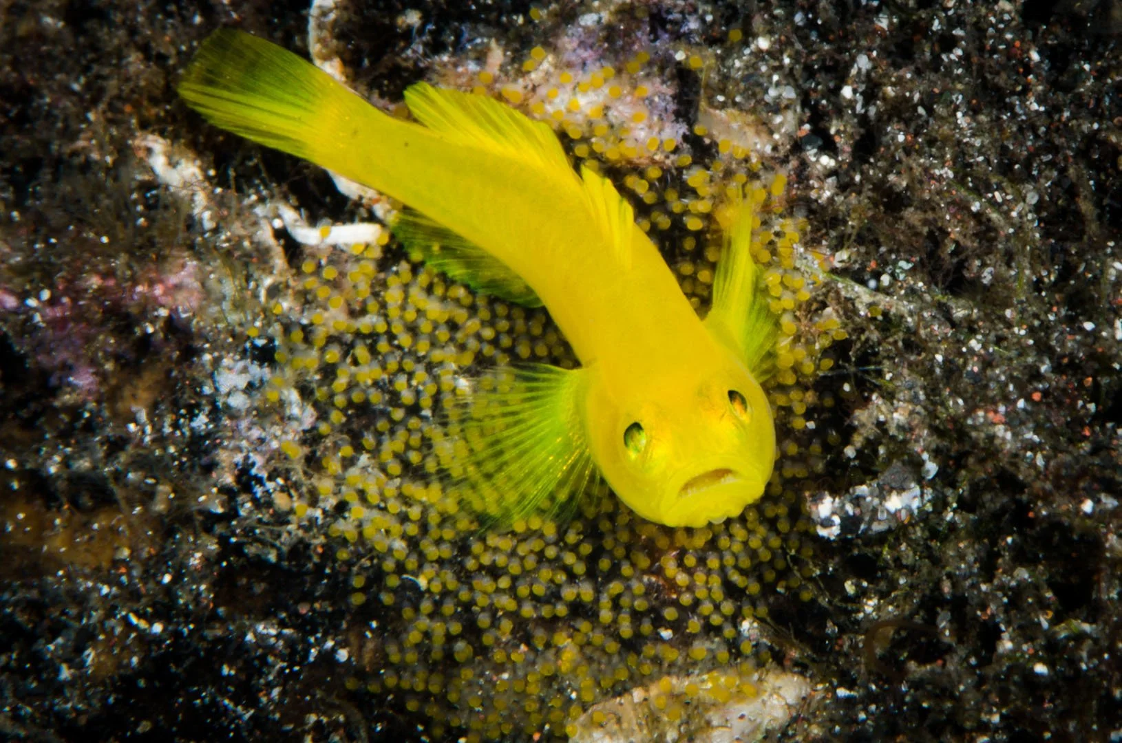 Yellow Gobie guarding eggs.jpg