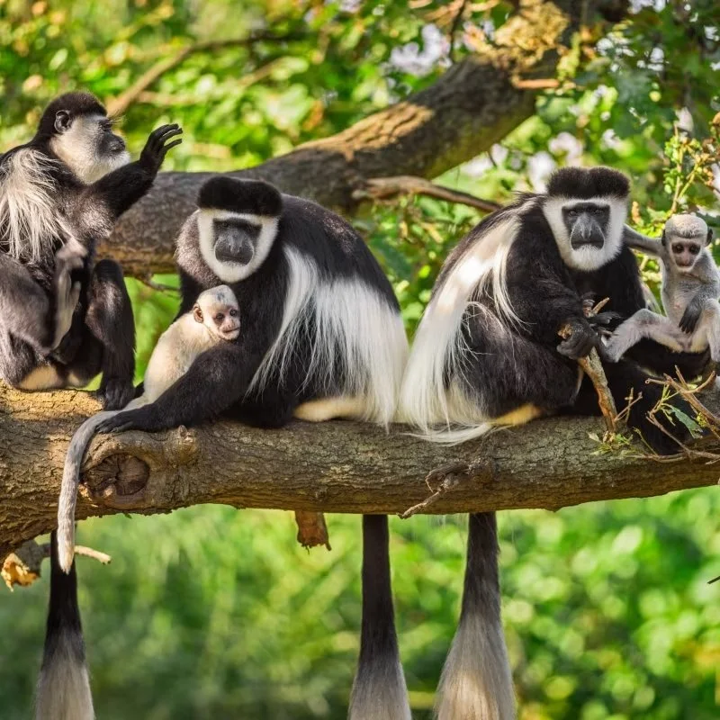 Mantled_guereza_monkeys.jpg