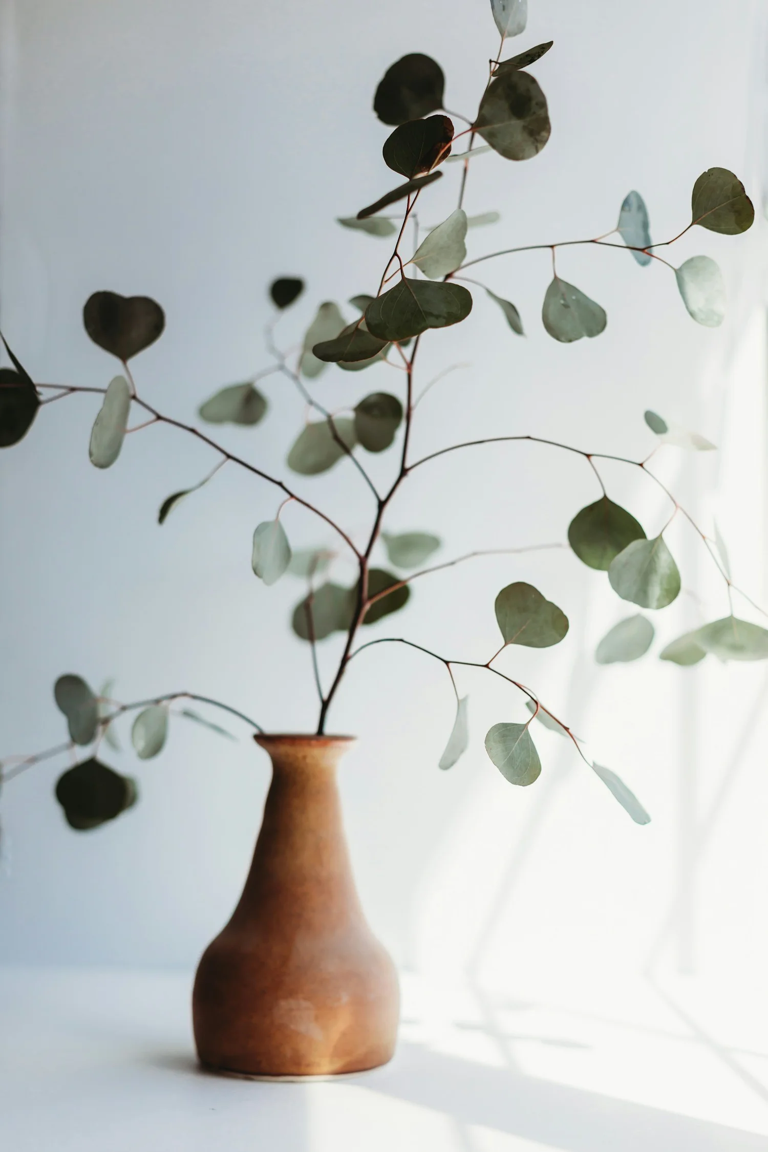 Eucalyptus branches in a warm terracotta vase against a soft, sunlit wall