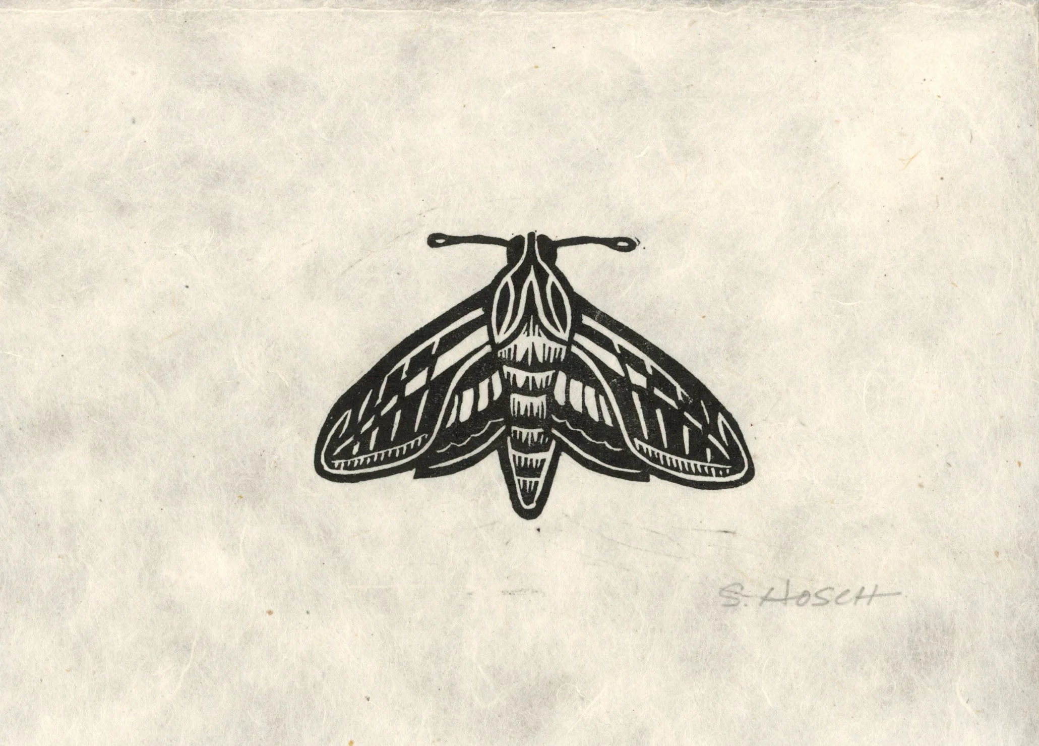 moth.jpg