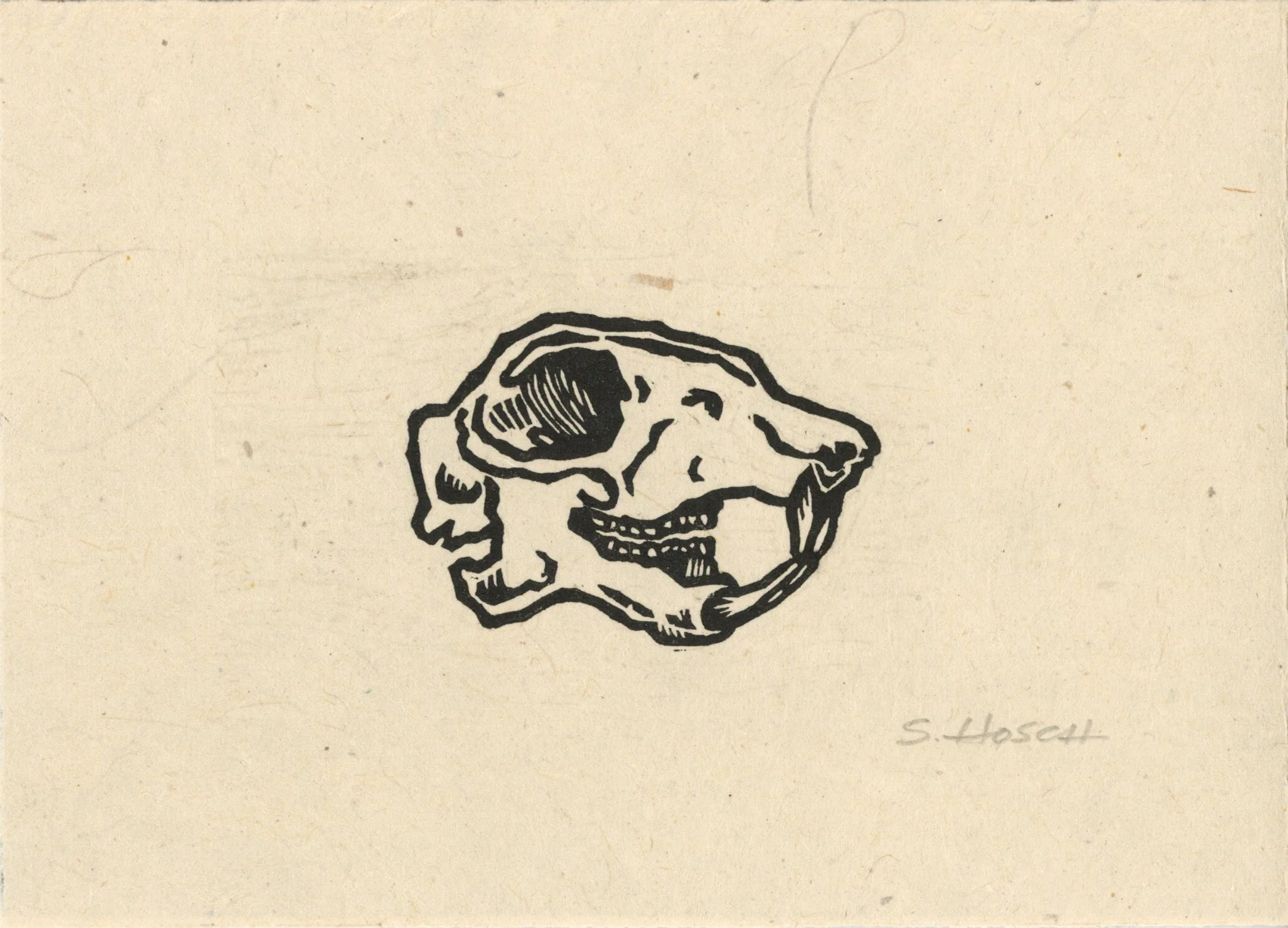 skull1.jpg
