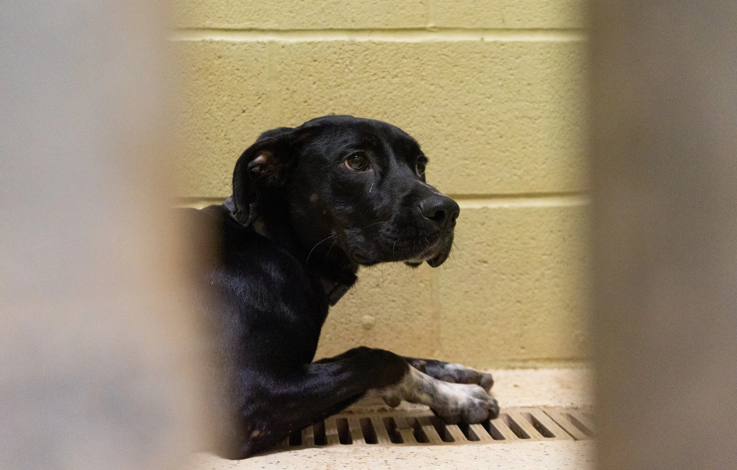KEMPER_DN_shelteranimals_01312025_-03.jpg