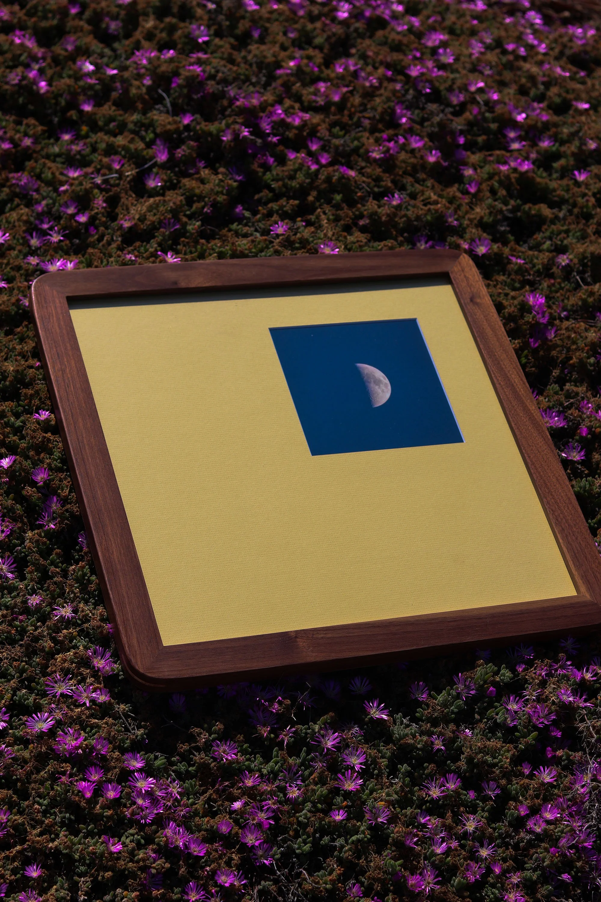 *Photography on yellow mat, framed in Walnut wood and rounded corners blended in with a basswood strip.
*Fotografia sobre marialuisa amarilla, enmarcado en madera de encino obscura y esquinas curvas con ensamblé de baswood.