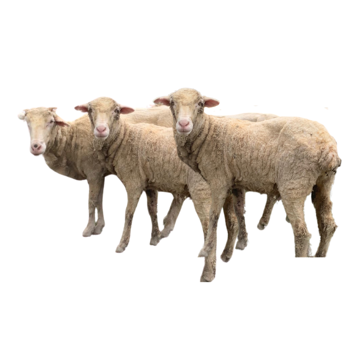 Four sheep standing together, facing forward in a row.