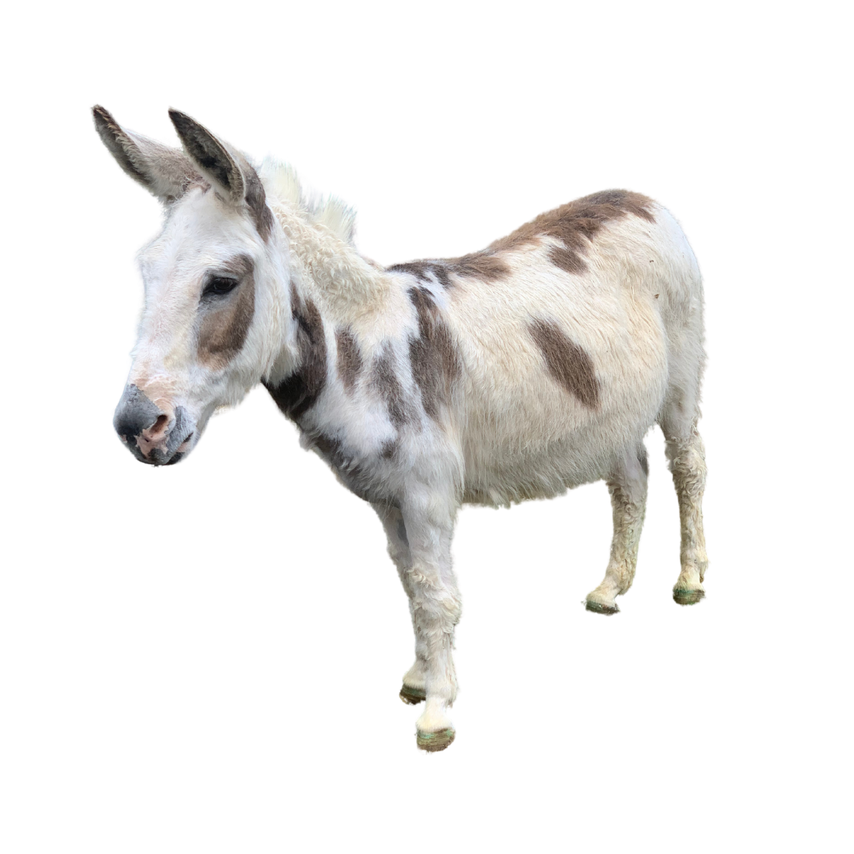A white and brown spotted donkey standing and facing slightly to the left.