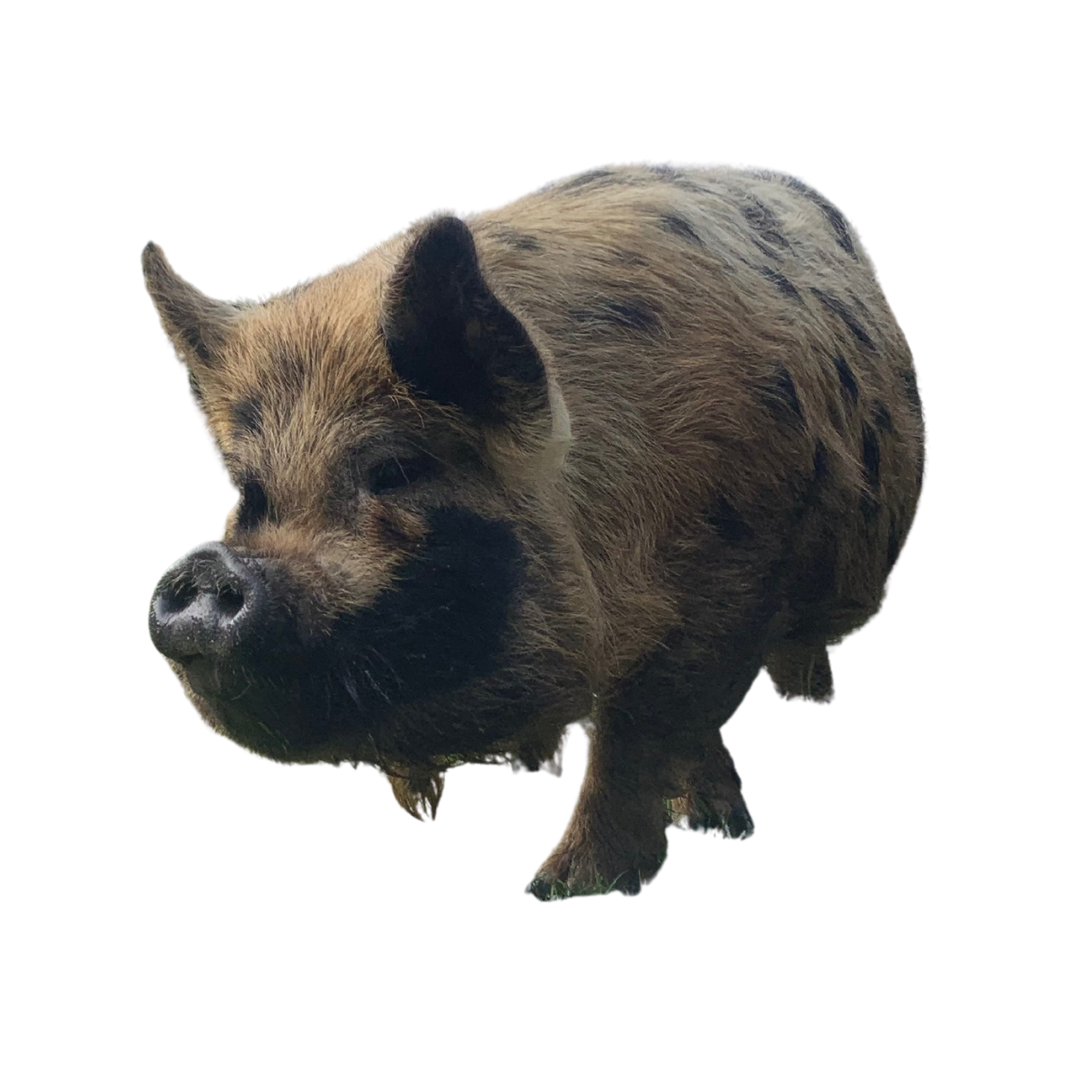 A pig with a brown and black coat standing on grass.