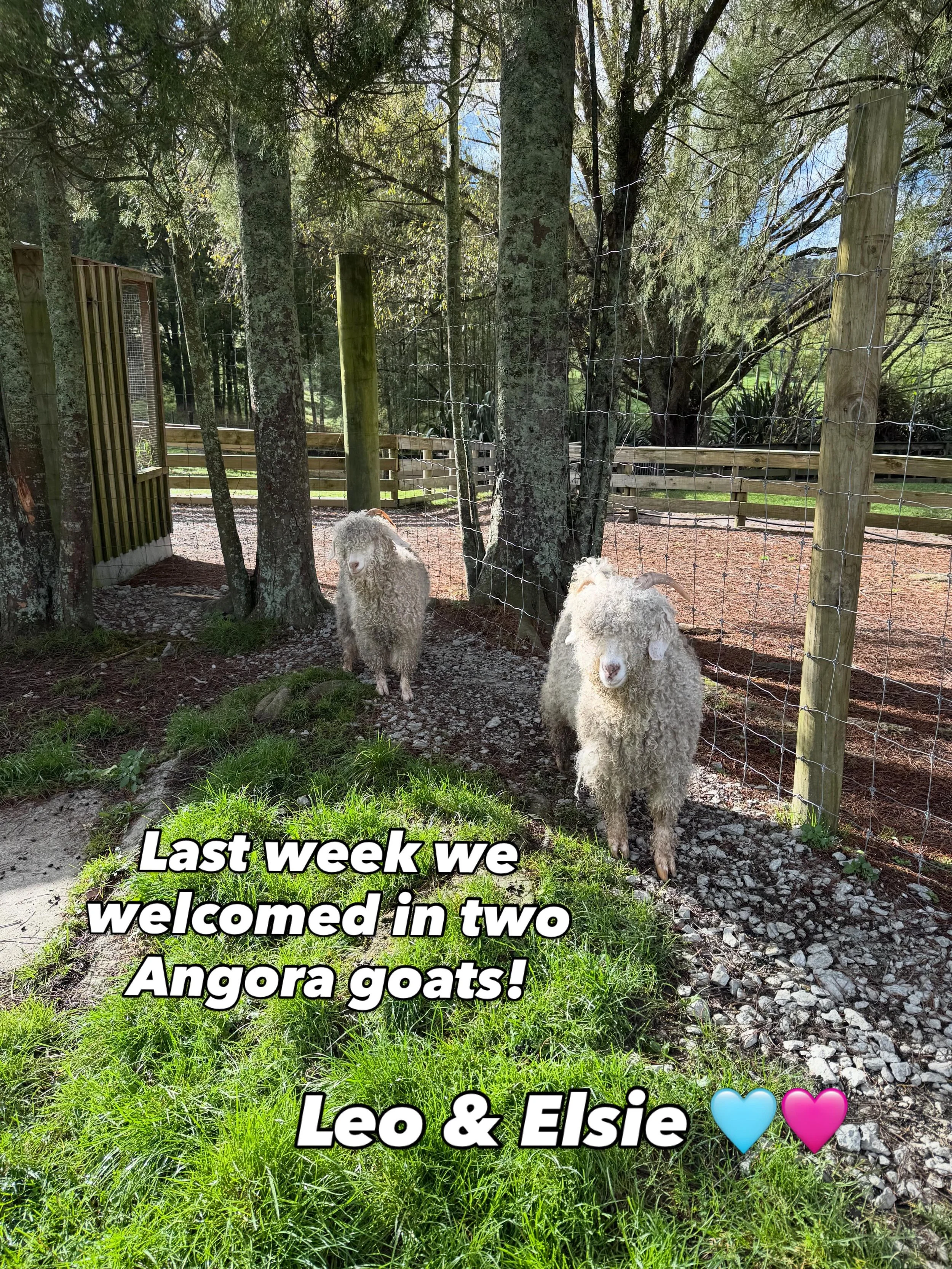 Have you ever seen an Angora goat before?! 
or a goat wearing pajamas 👀 
Leo and Elsie are on park ready for some treats ✨