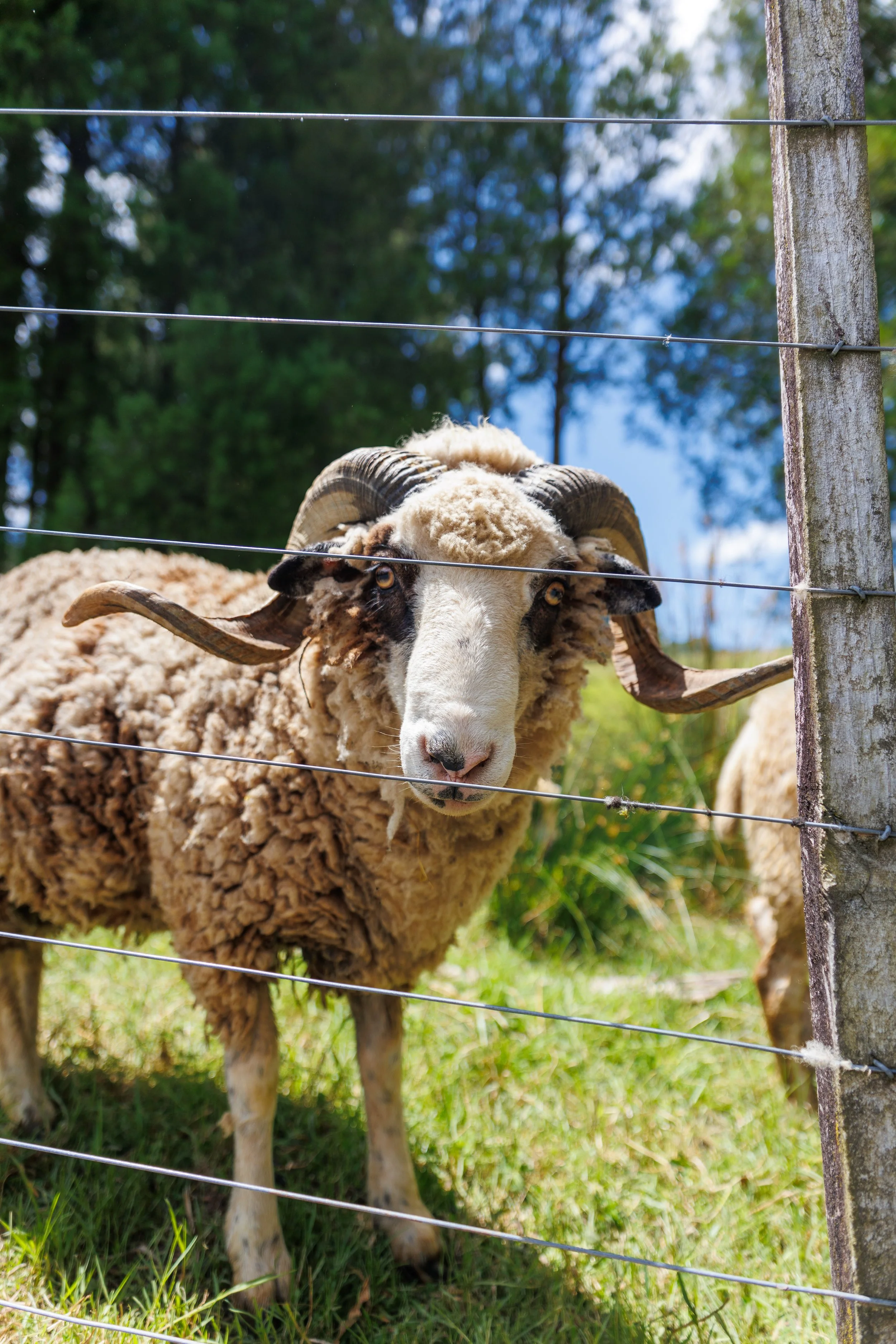 Contact Us — Sheepworld Farm Park