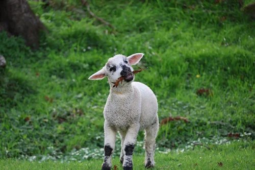 Sheepworld Farm Park