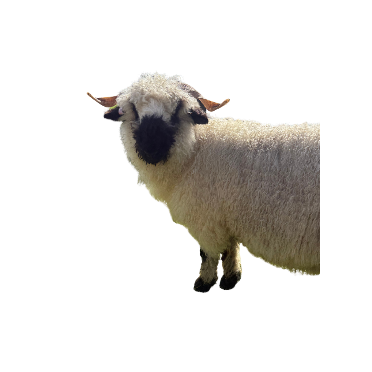 A sheep with curly wool, black face, and horns standing against a transparent background.