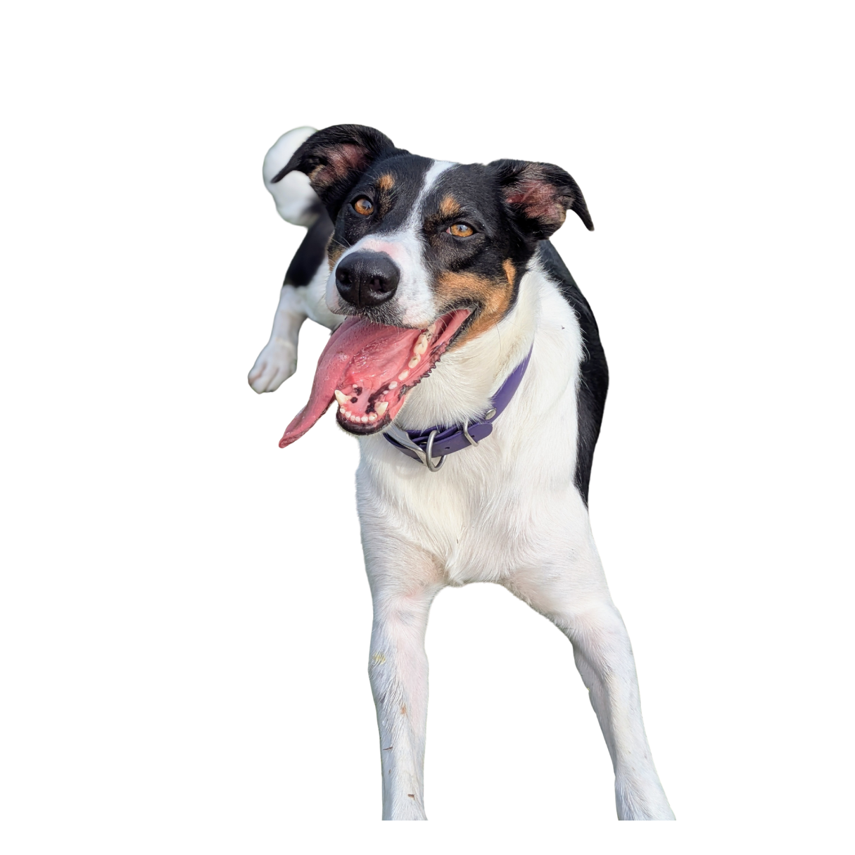 Happy black, white, and tan dog with a purple collar, panting with tongue out, isolated on black background.