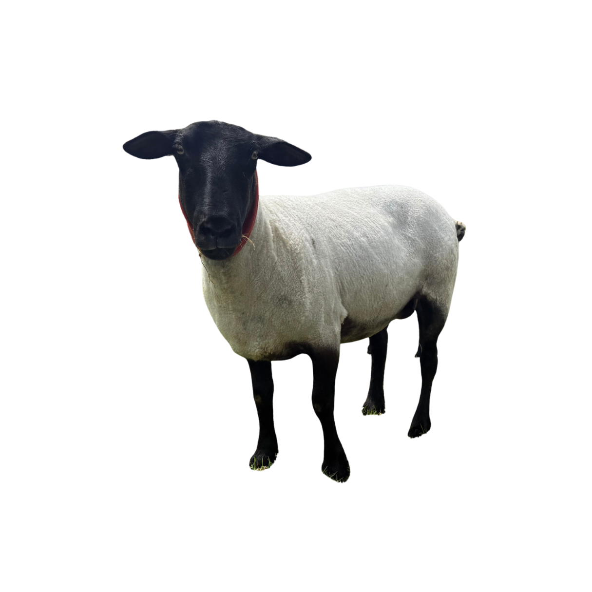 A sheep with a black sheep's head and ears, and a white body, standing on a white background.