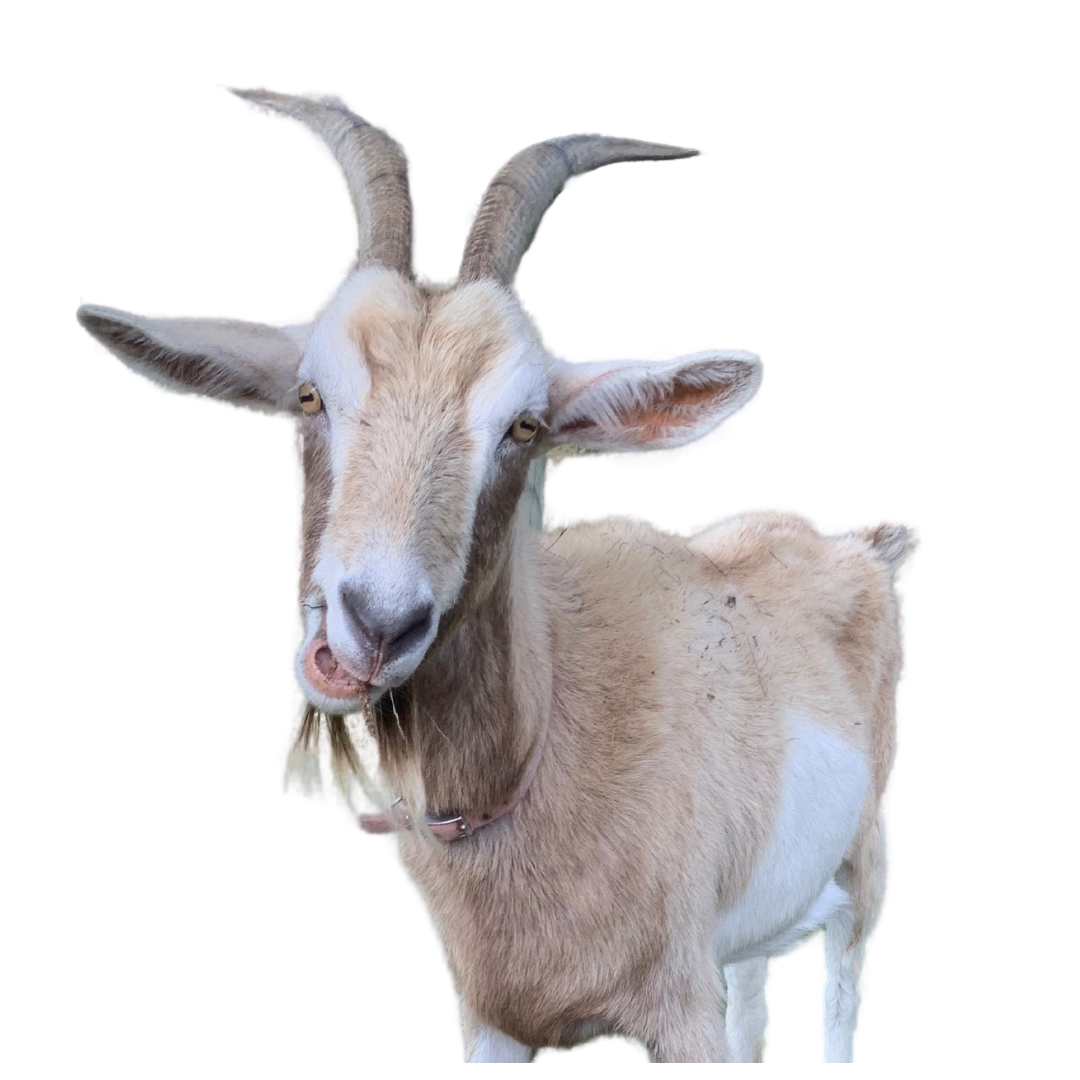 A light tan goat with curved horns, long ears, and a beard, looking at the camera.