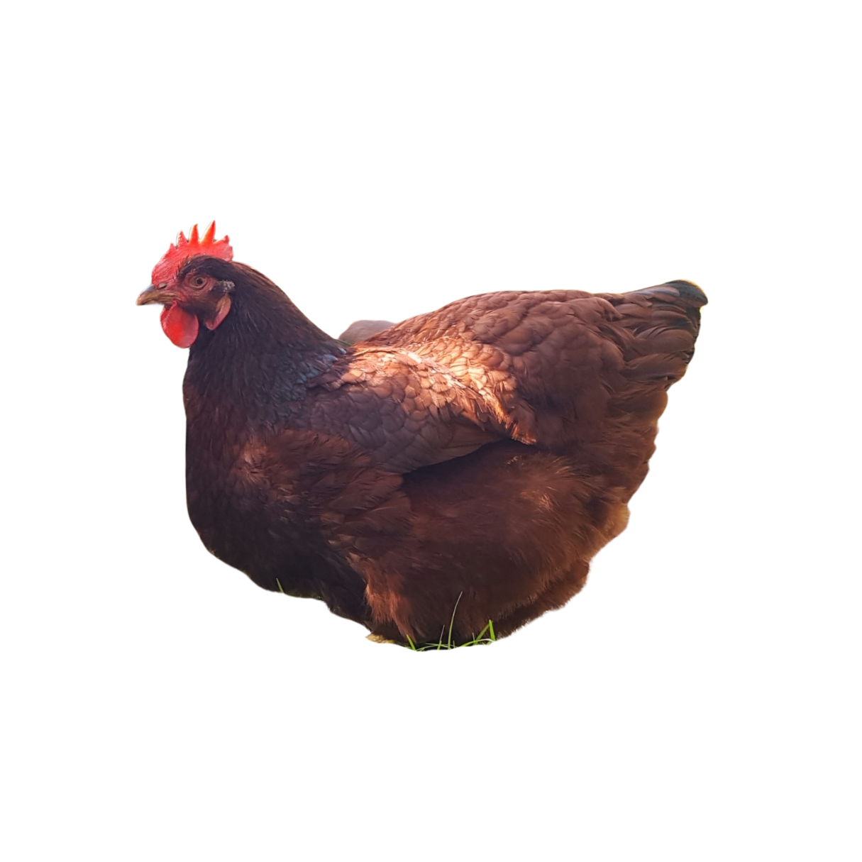 Brown hen standing on grass.