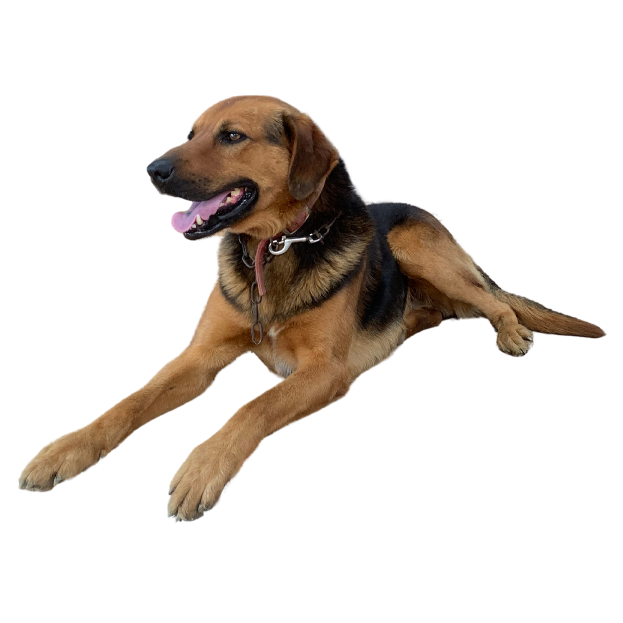 A happy brown and black dog, laying on the ground with its front legs extended forward, panting with its tongue out.