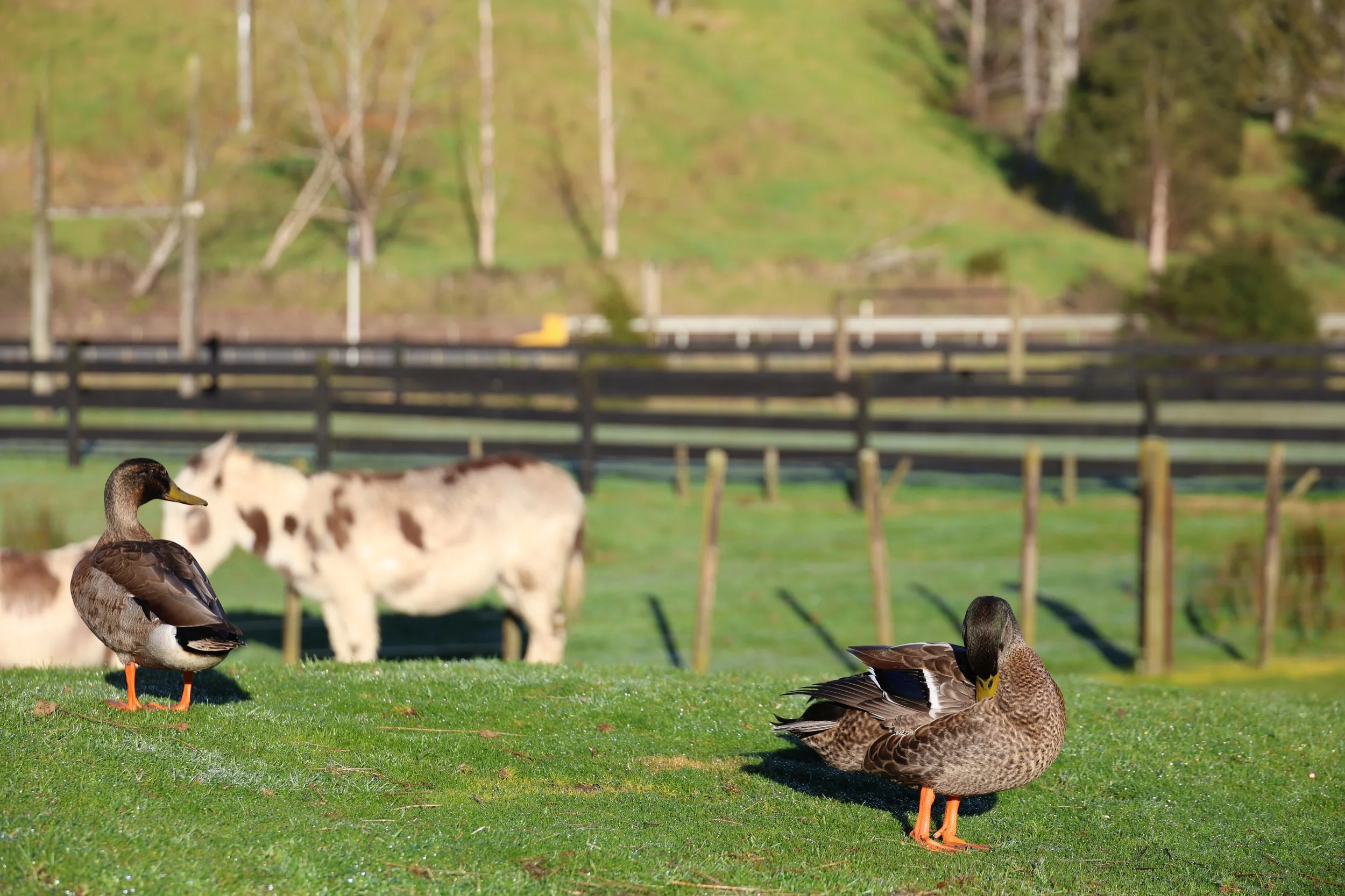 Book Now — Sheepworld Farm Park