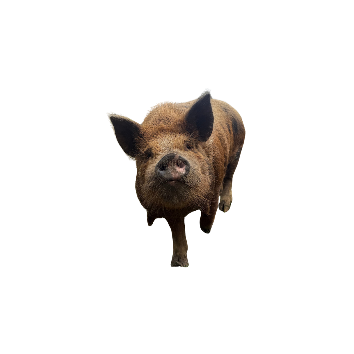 A pig with a brown and black coat, looking directly at the camera against a black background.