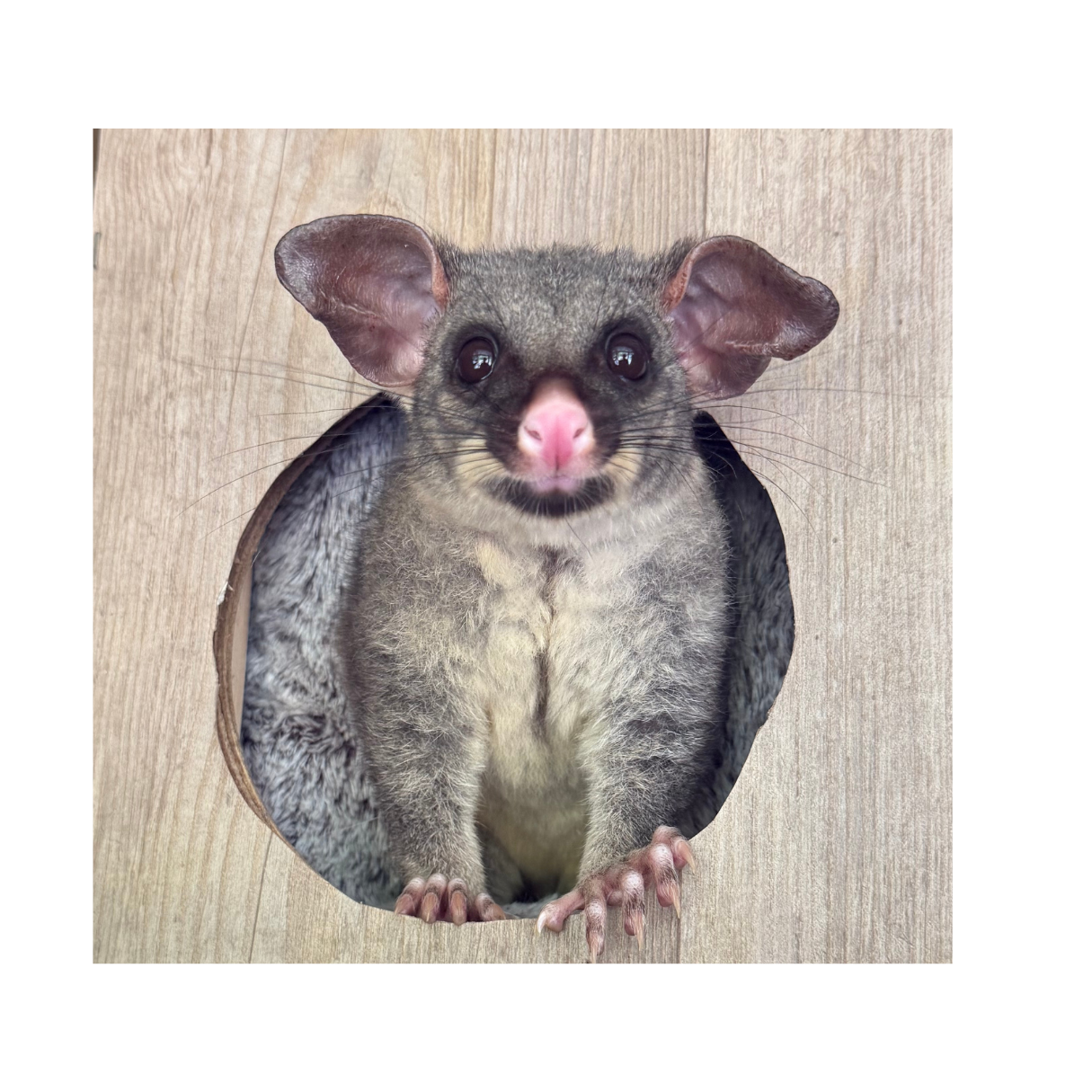 Close-up of a marsupial with large ears and a pink nose, peeking out of a circular opening in a wooden surface.