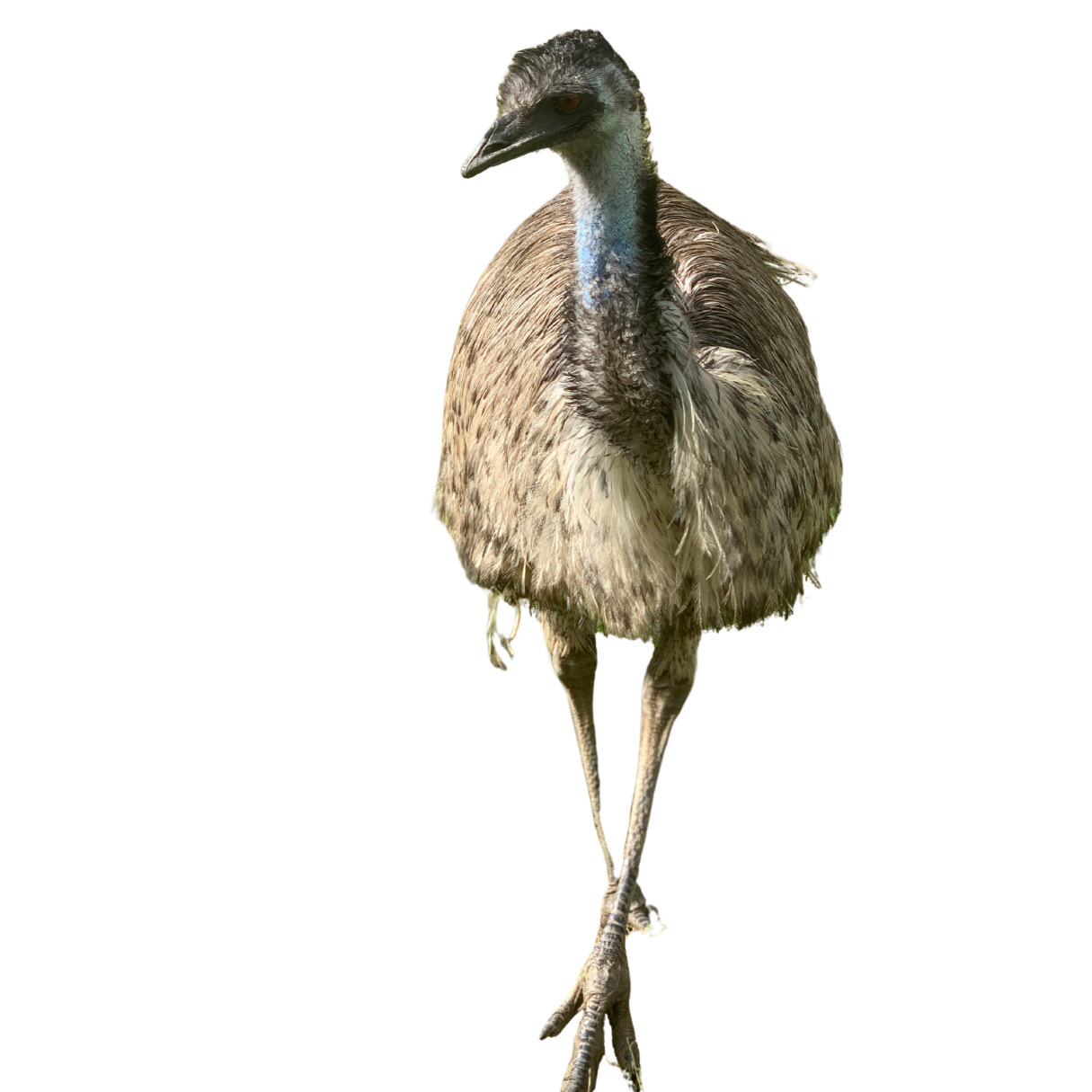 A bird with a long neck and legs, gray-brown and black feathers, standing on one leg against a black background.