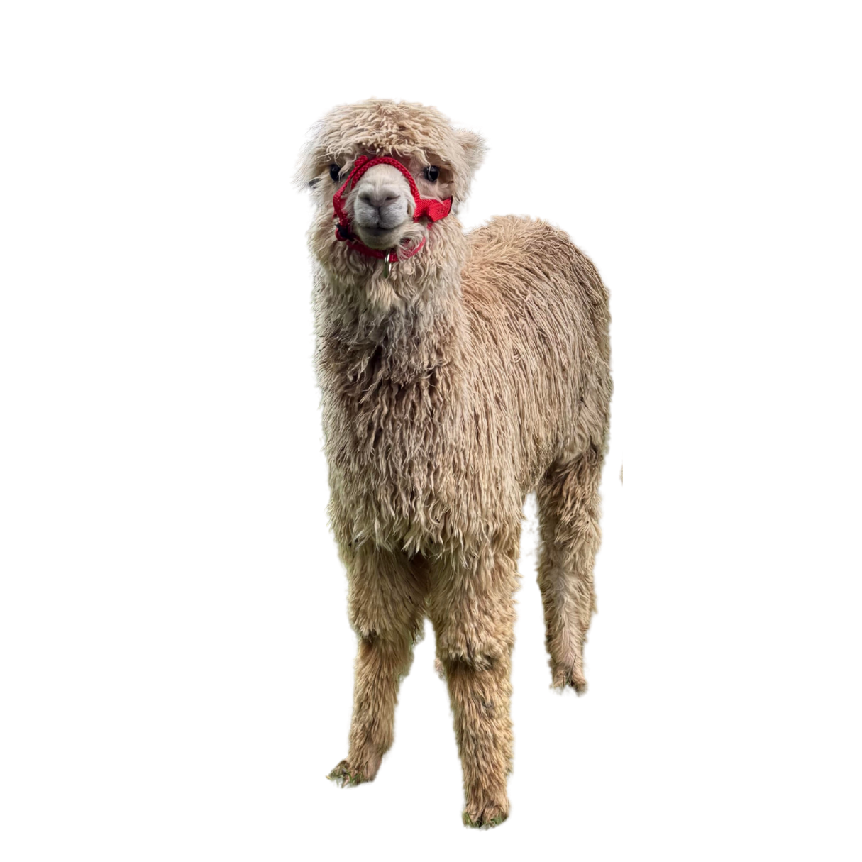 A light brown alpaca with curly fleece wears a red halter and stands against a plain background.