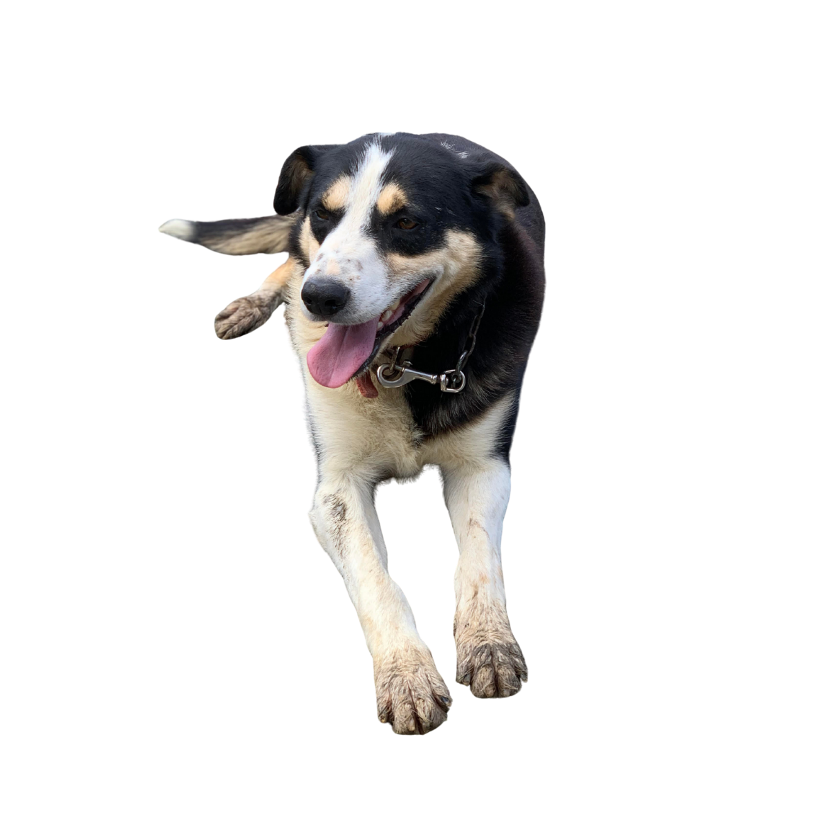 Happy black and white dog with tan markings, panting, wearing a chain collar, walking toward the camera with a playful expression.