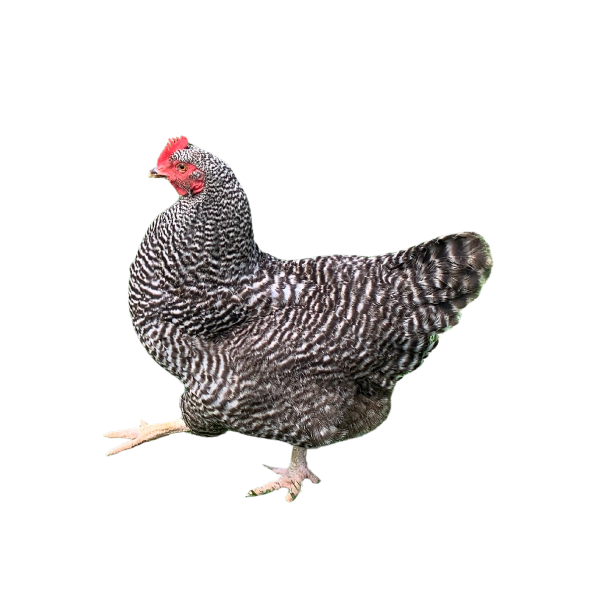 A chicken with black and white speckled feathers, a red comb and wattles, standing on a black background.