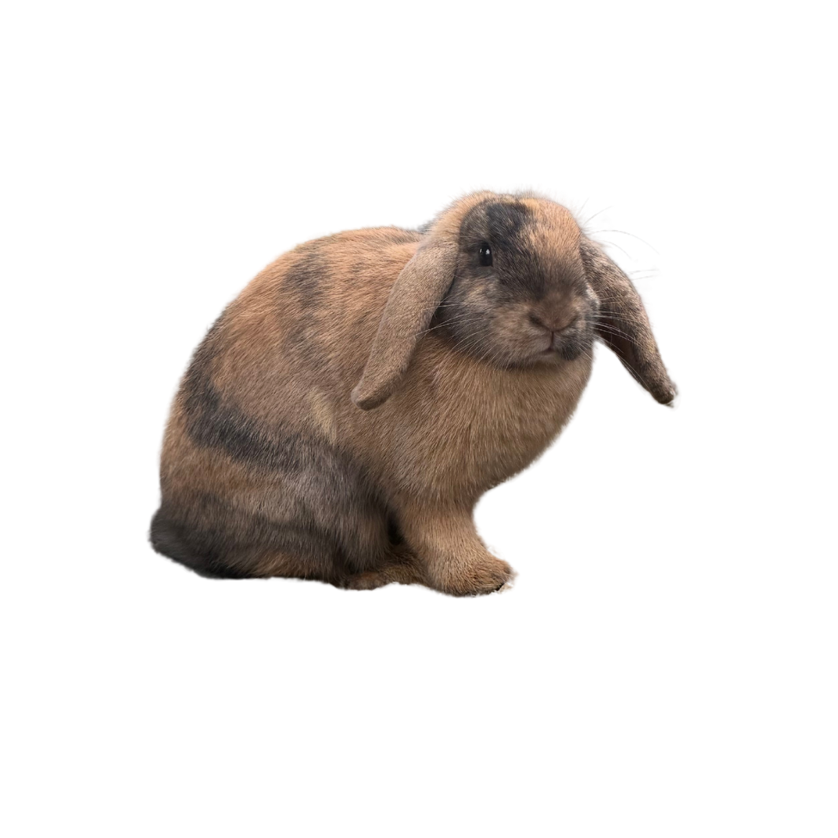 A brown lop-eared rabbit with dark markings on its face and a soft coat, sitting on a plain black background.