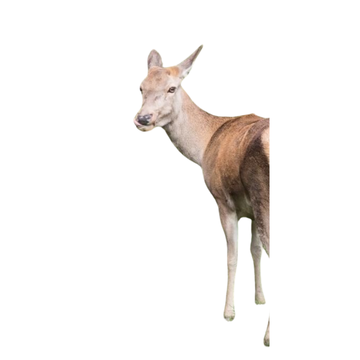 A digitally manipulated image of a deer with the head of a dog and the body of a deer.