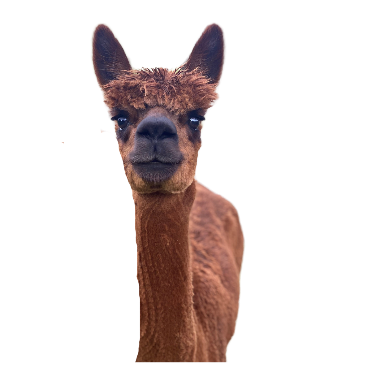 Close-up of a brown baby llama with big eyes and a black nose, looking directly at the camera against a black background.
