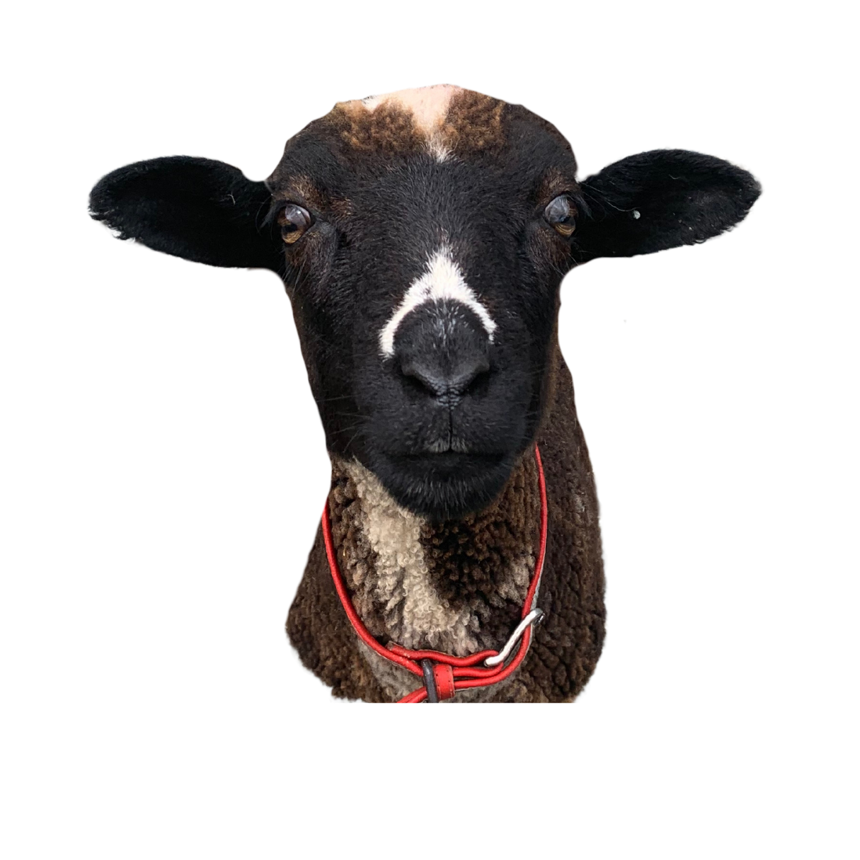 Close-up of a black and white calf with a black face, large ears, and a red collar.