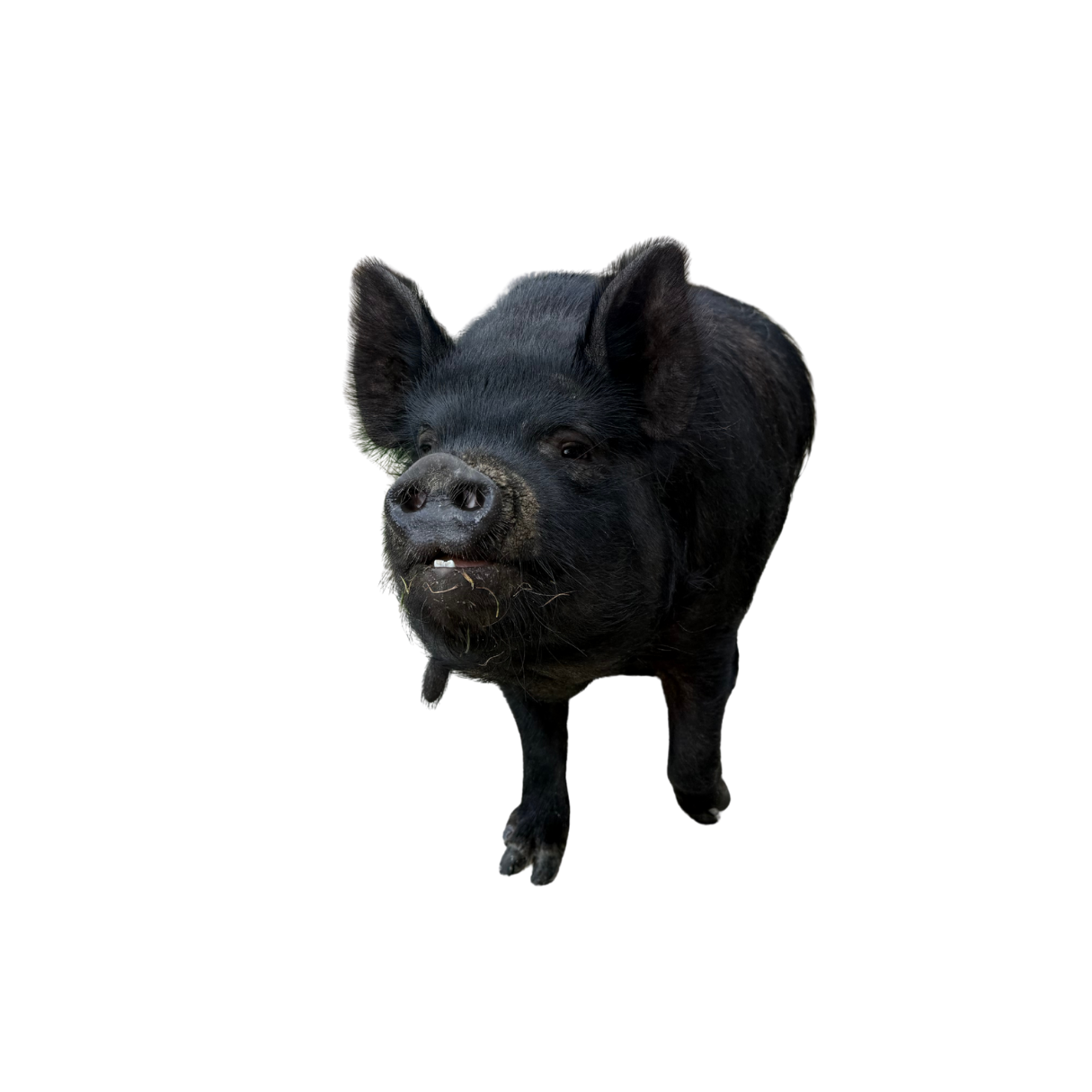 Black pig standing on a black background, facing forward.
