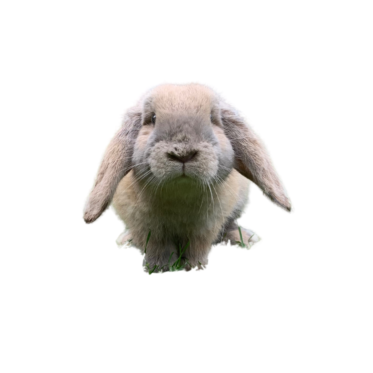 A cute, fluffy bunny rabbit with long ears, sitting on grass, facing forward.