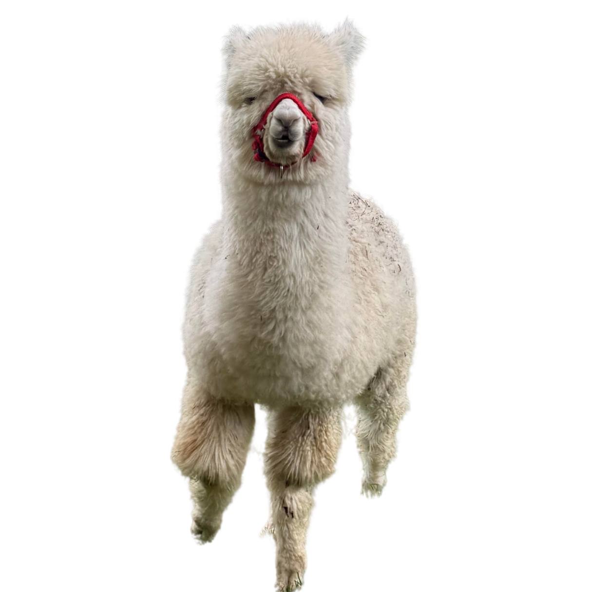 A white alpaca with fluffy wool sitting against a plain black background, wearing a red halter.