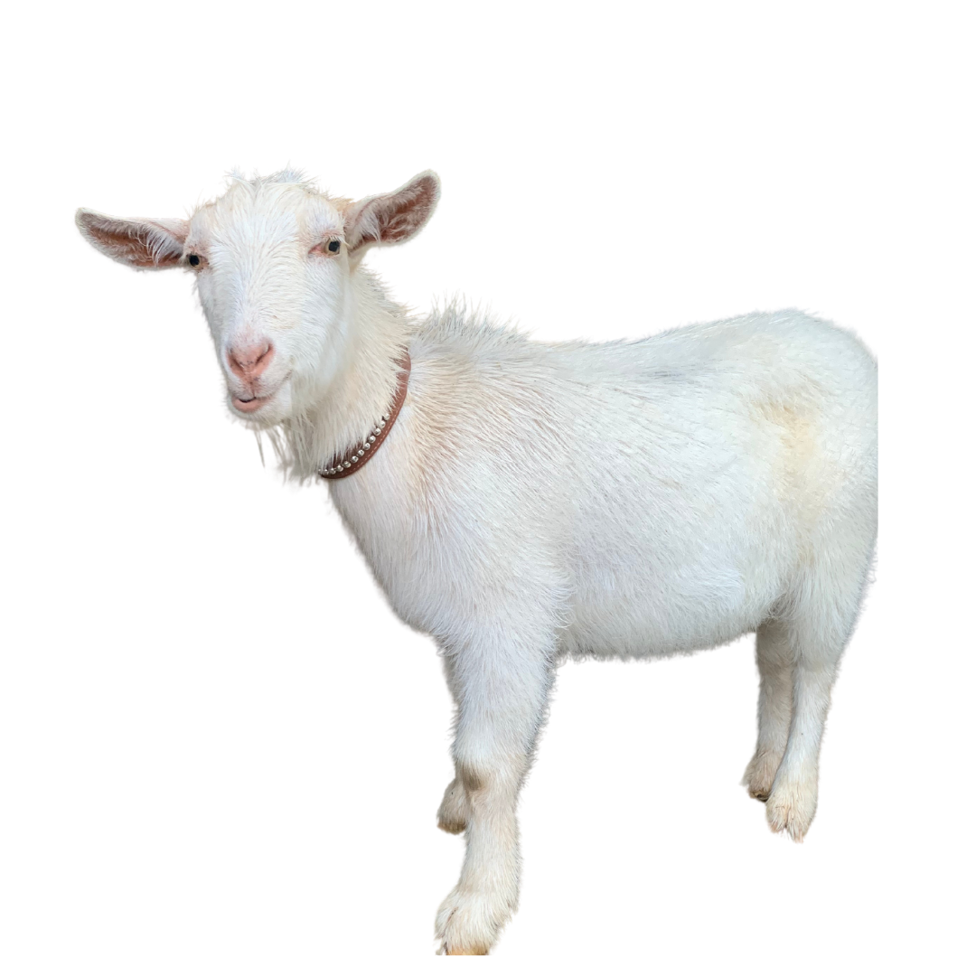 White baby goat with a brown collar standing on a plain background.